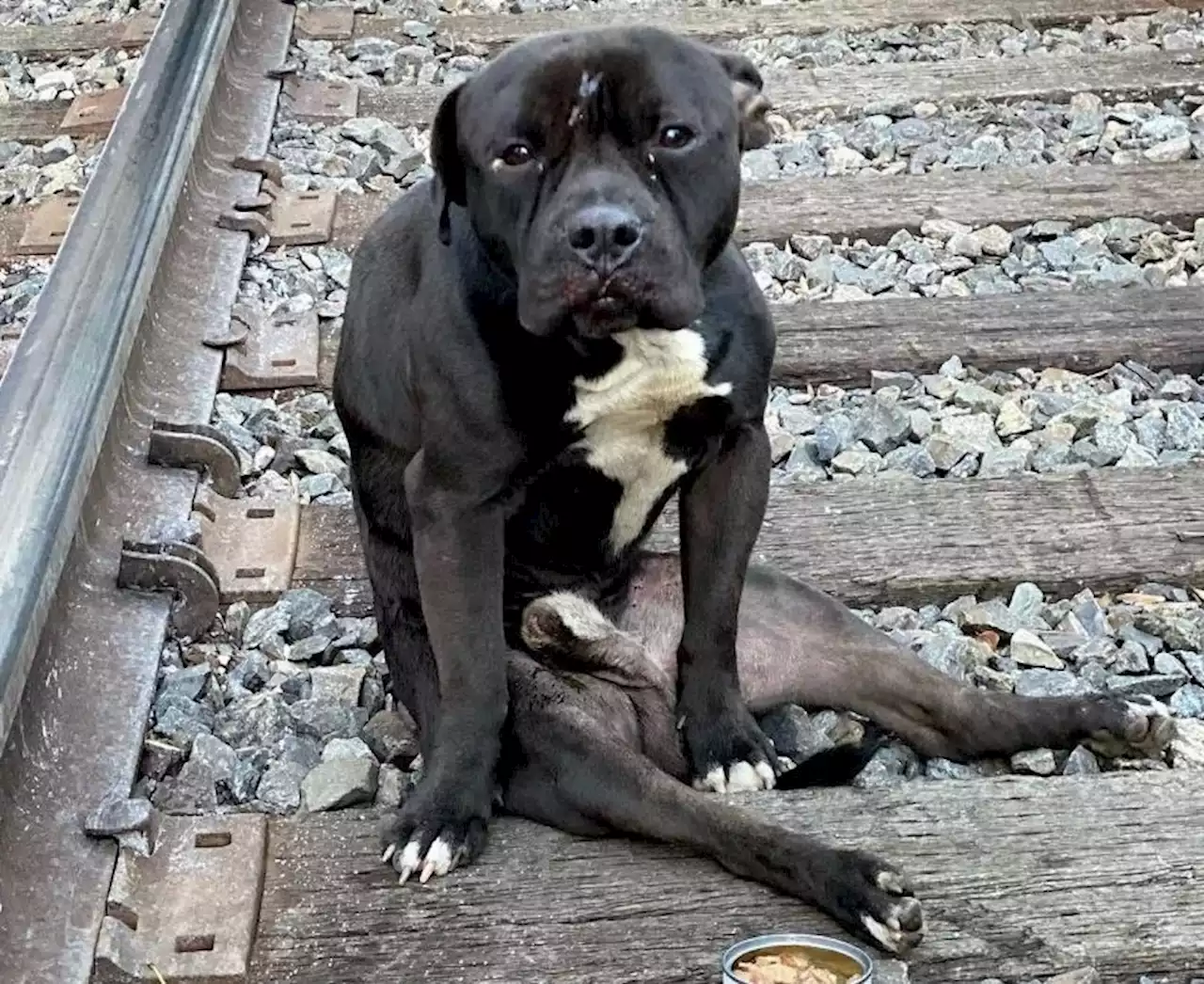 Paralyzed pooch on mend after rescue from train tracks