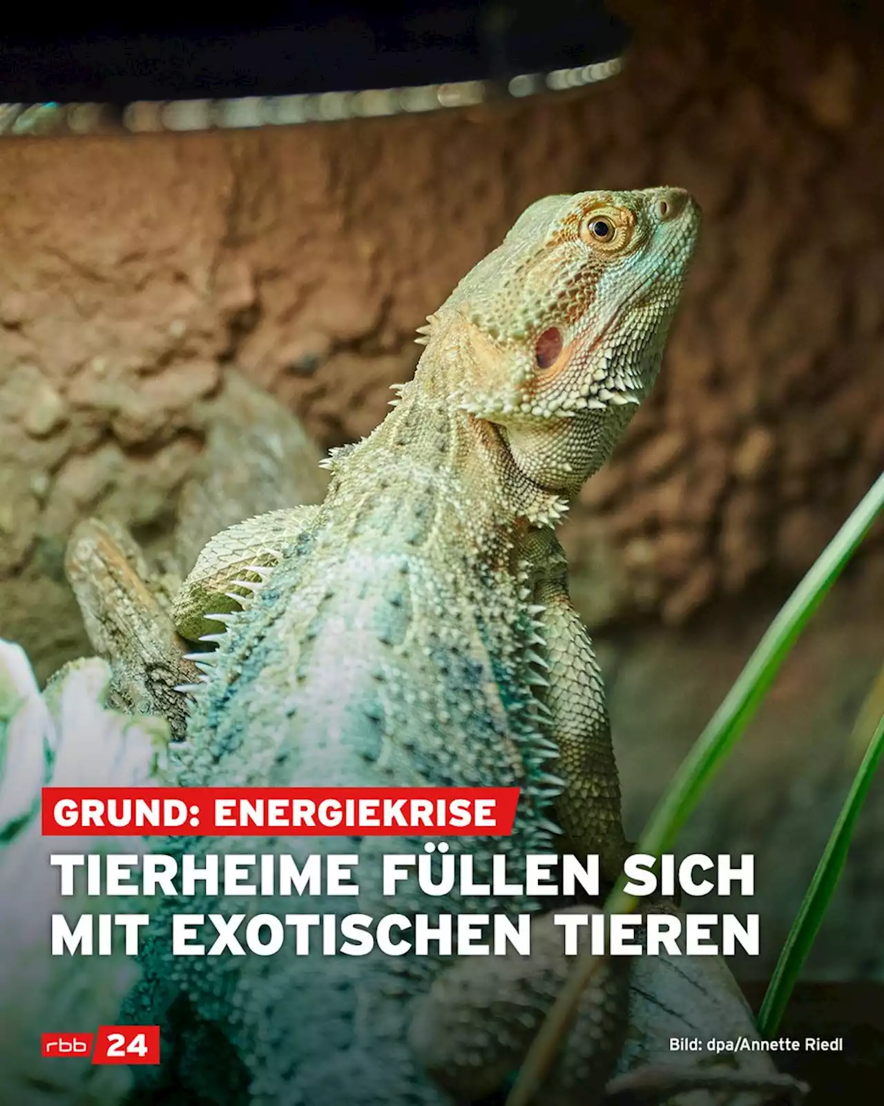 In der Energiekrise füllen sich die Tierheime mit exotischen Tieren