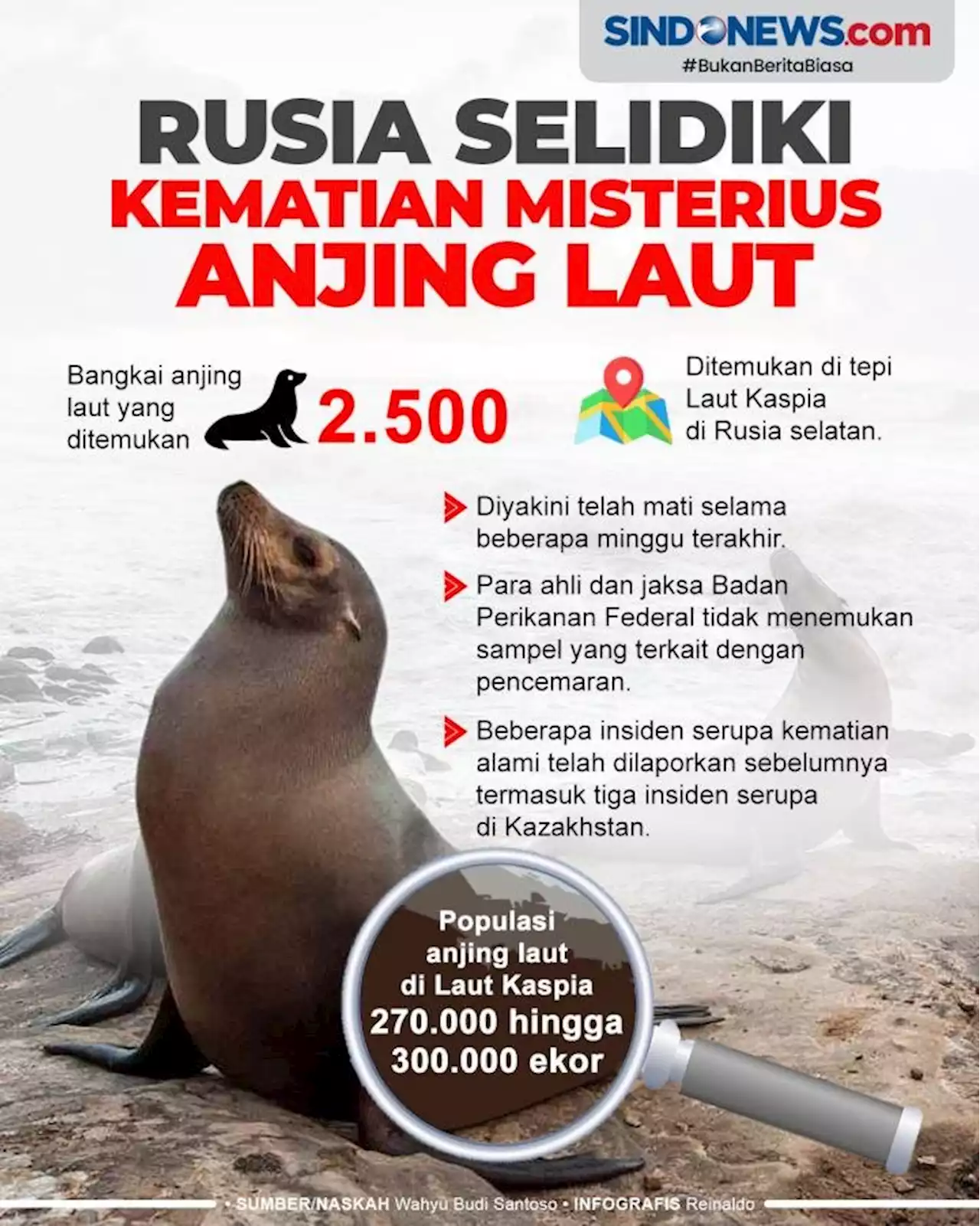 Rusia Selidiki Kematian Misterius 2.500 Anjing Laut