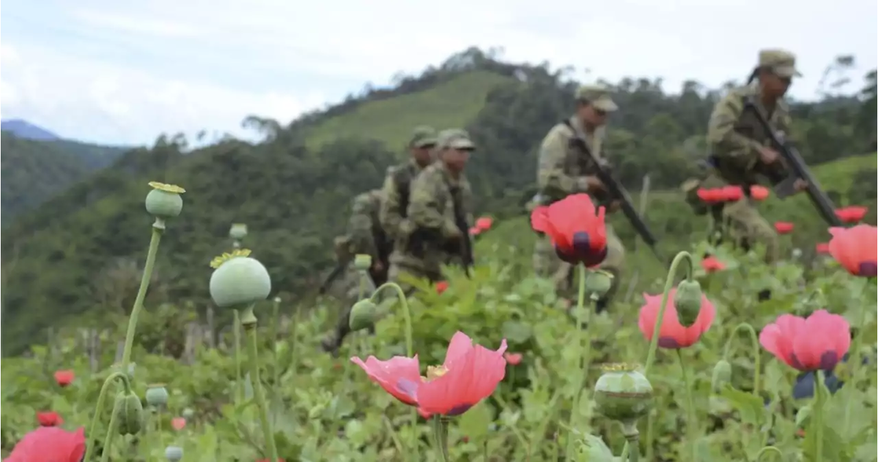 Menos mariguana y más fentanilo aleja a campesinos del crimen organizado en Sinaloa