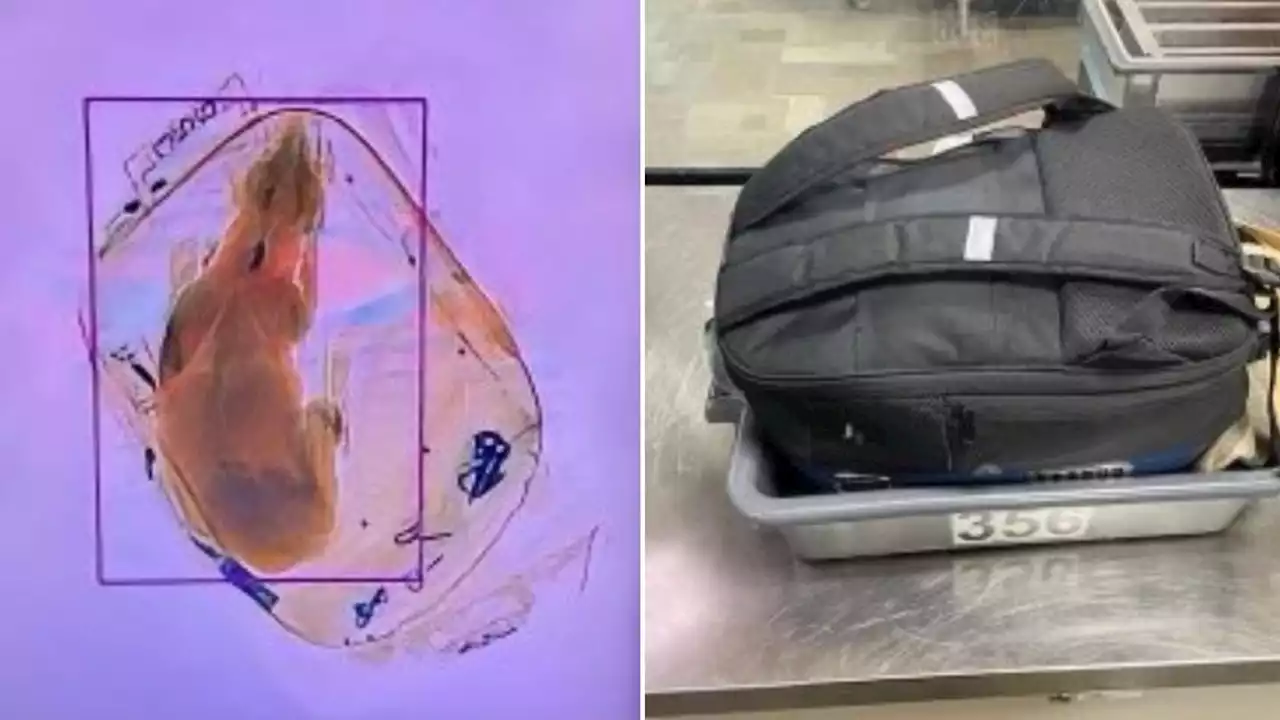 Airport issues warning after dog accidentally sent through X-ray machine in backpack