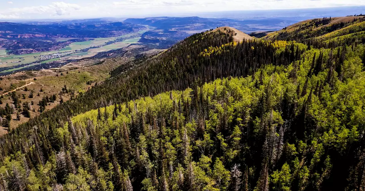 Letter: Utah should pick the porcini as the state mushroom. Here’s why.