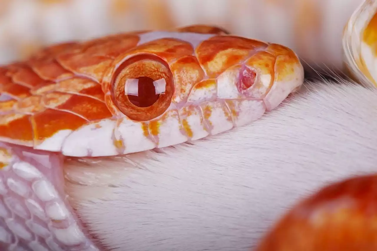 Will Your Pet Snake 'Measure' You Before Eating You?