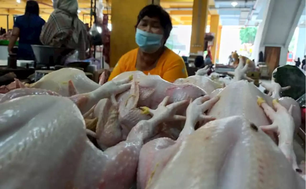 Dijual Rp32.000/Kg, Mendag: Harga Daging Ayam Terlalu Murah!