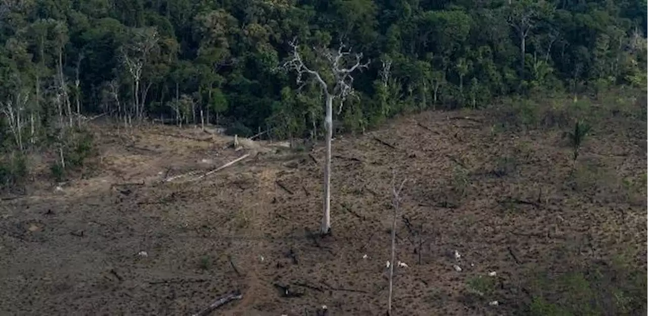 Carlos Madeiro - Com 62% da floresta, Brasil responde por 80% de todo o desmate na Amazônia