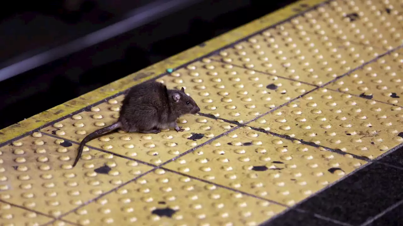 NYC's rat-fighting mayor fined over infestation at own house