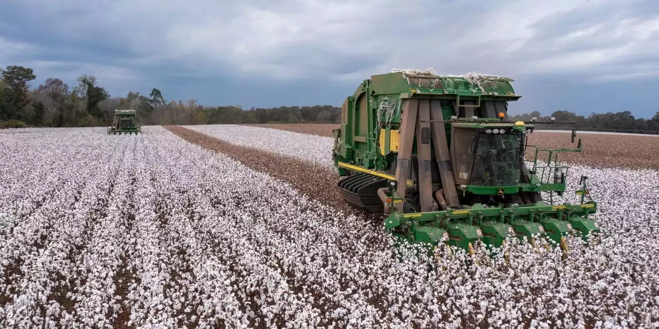 Cotton-Price Decline Could Cushion Apparel Margins