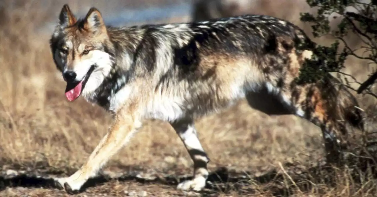 Protections sought for coyotes in Mexican wolf territory