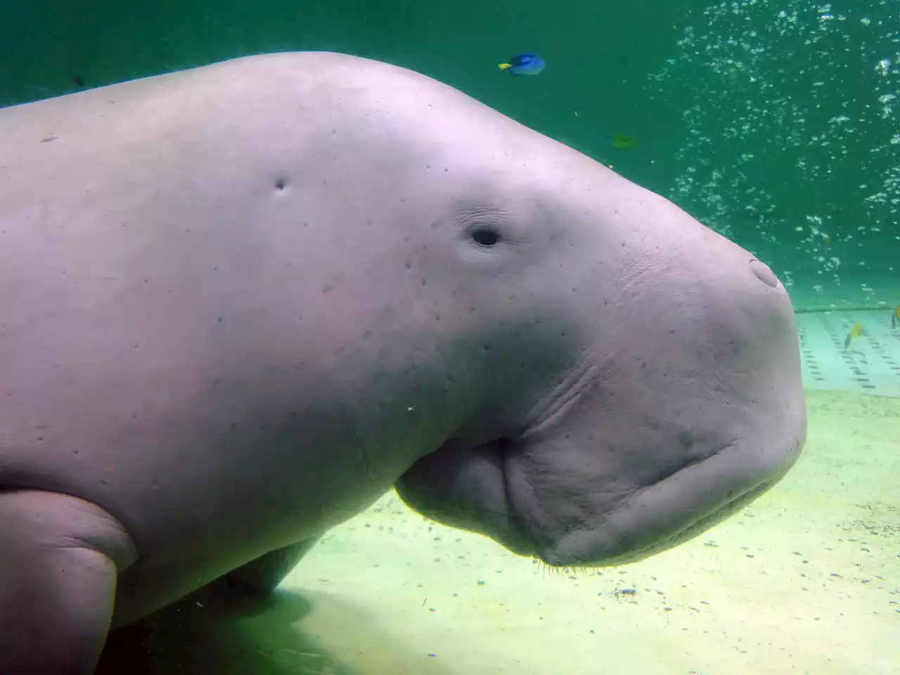 Manatee relative, 700 new species now facing extinction