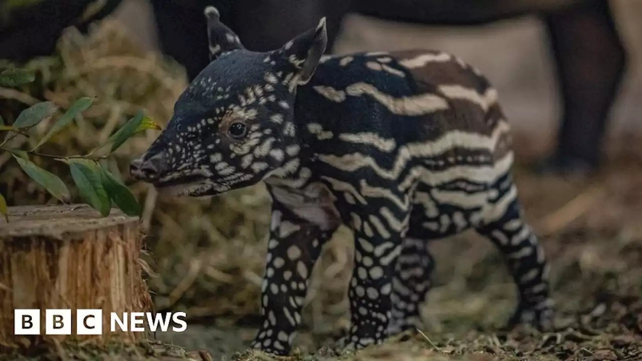 Chester Zoo celebrates birth of endangered Malayan tapir