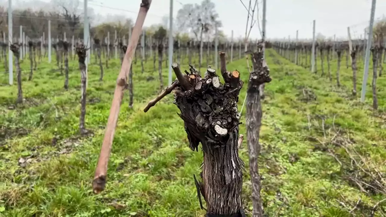 'Un sabotage': plus 4000 pieds de vignes saccagés dans le Bas-Rhin