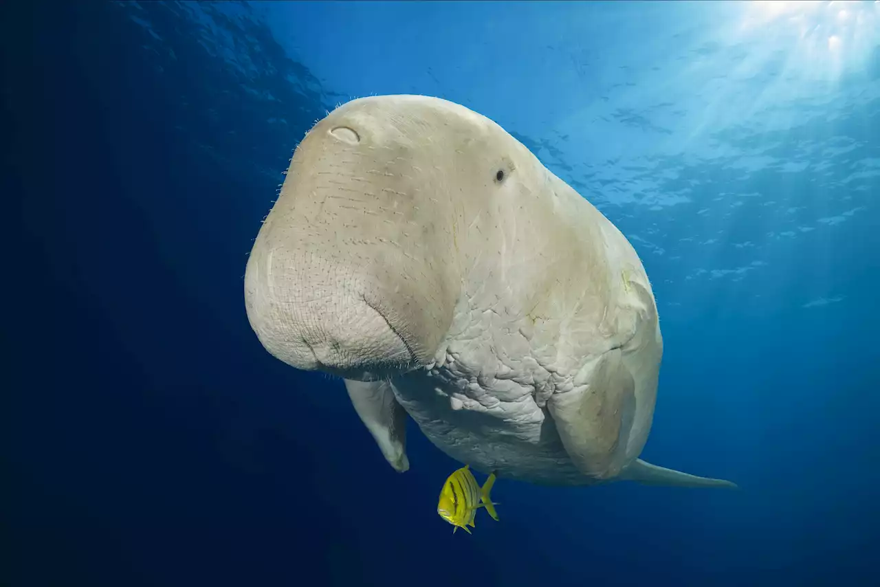 Rote Liste bedrohter Arten: Dugong-Seekühe stark gefährdet