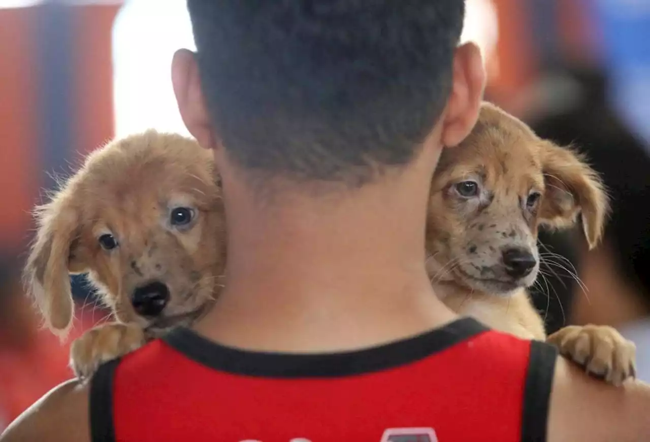 Cebu City government to hold first-ever LGU-led Animal Welfare Summit