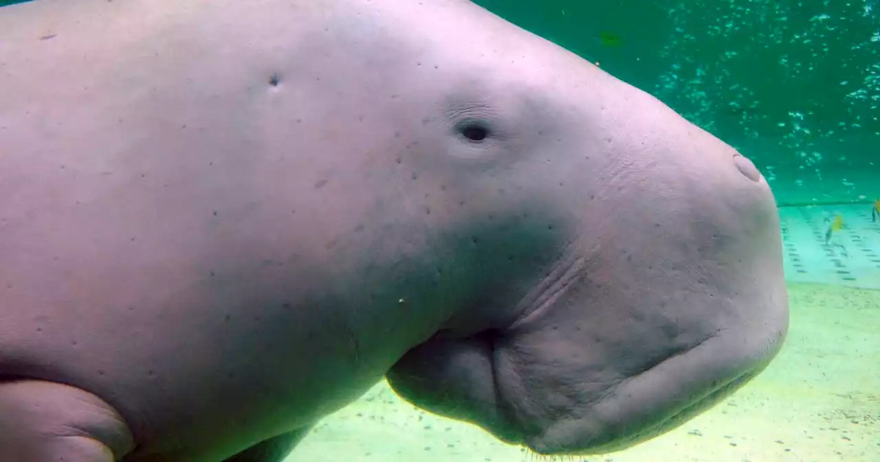 Manatee relative and 700 new species are now facing extinction