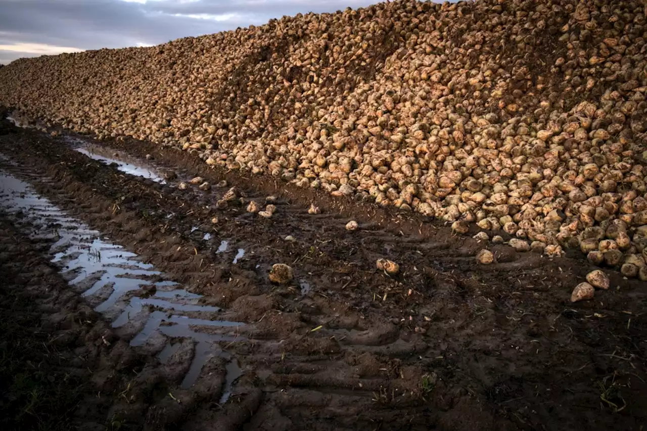 Néonicotinoïdes : le ministre de l'Agriculture favorable à une nouvelle dérogation pour les betteraviers en 2023