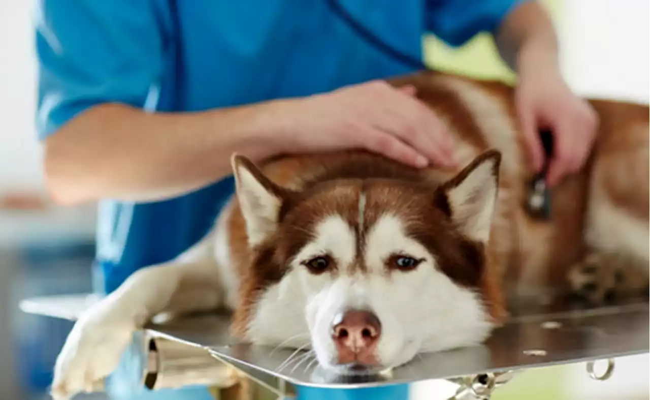 Dog flu is highly contagious and can spread during the holidays. Here’s what it looks like