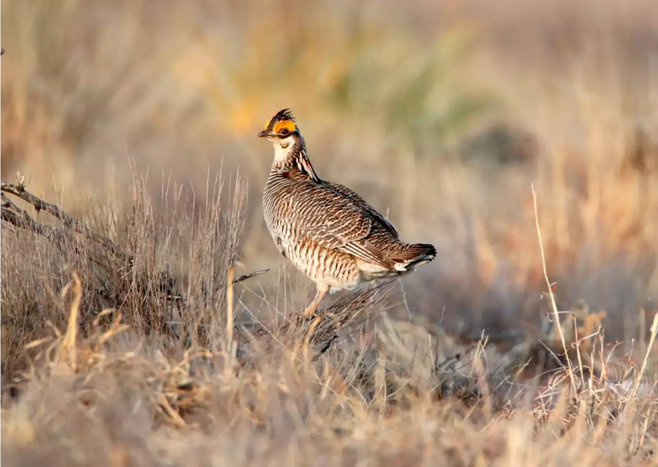 A rare wild chicken could become Colorado’s first “climate casualty” after rescue attempt falters