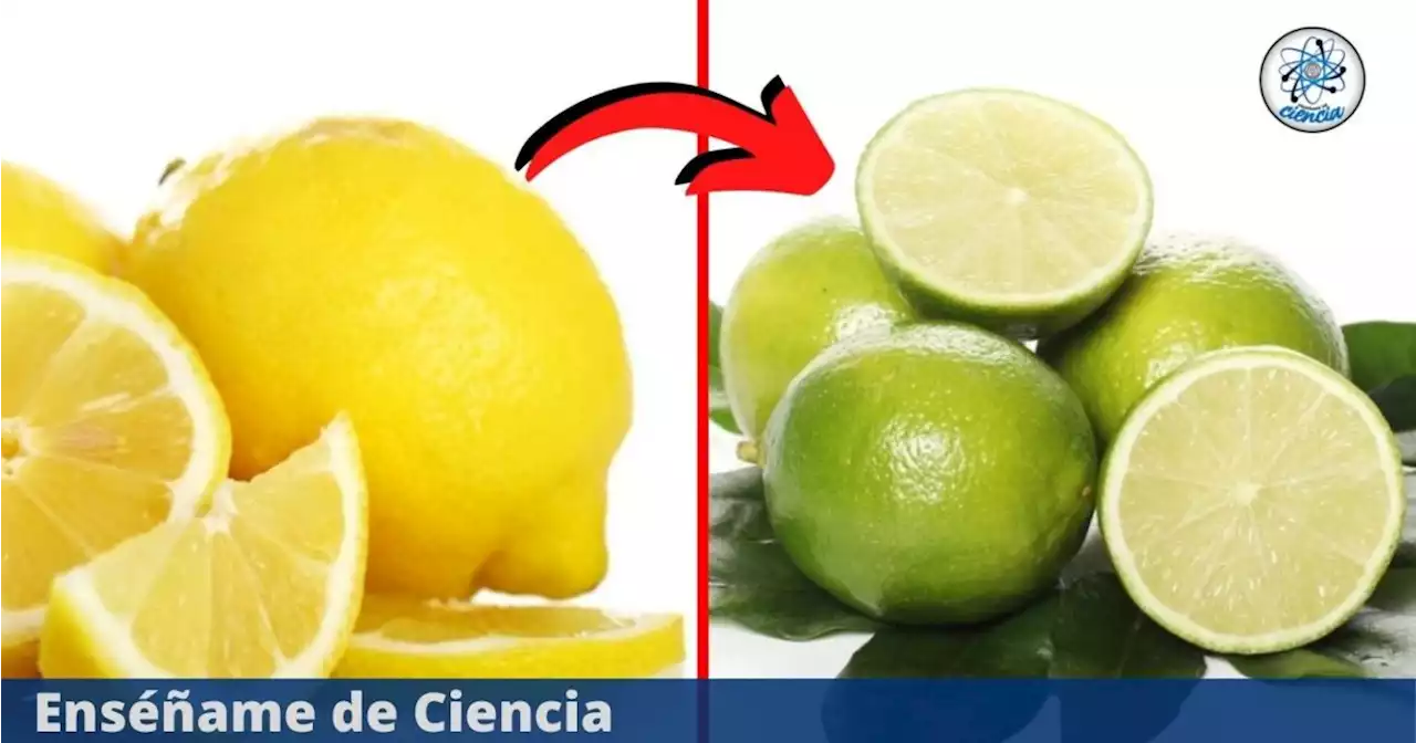 3 puntos claves para saber si es una lima o un limón: aprende a diferenciarlos