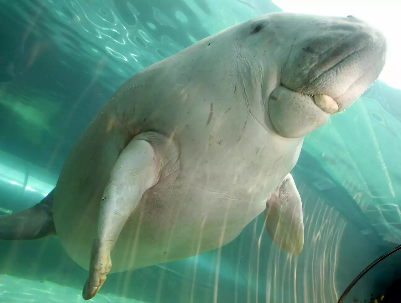 Manatee Cousins, Coral And Abalone Among 10% Of Marine Life At Risk Of Extinction