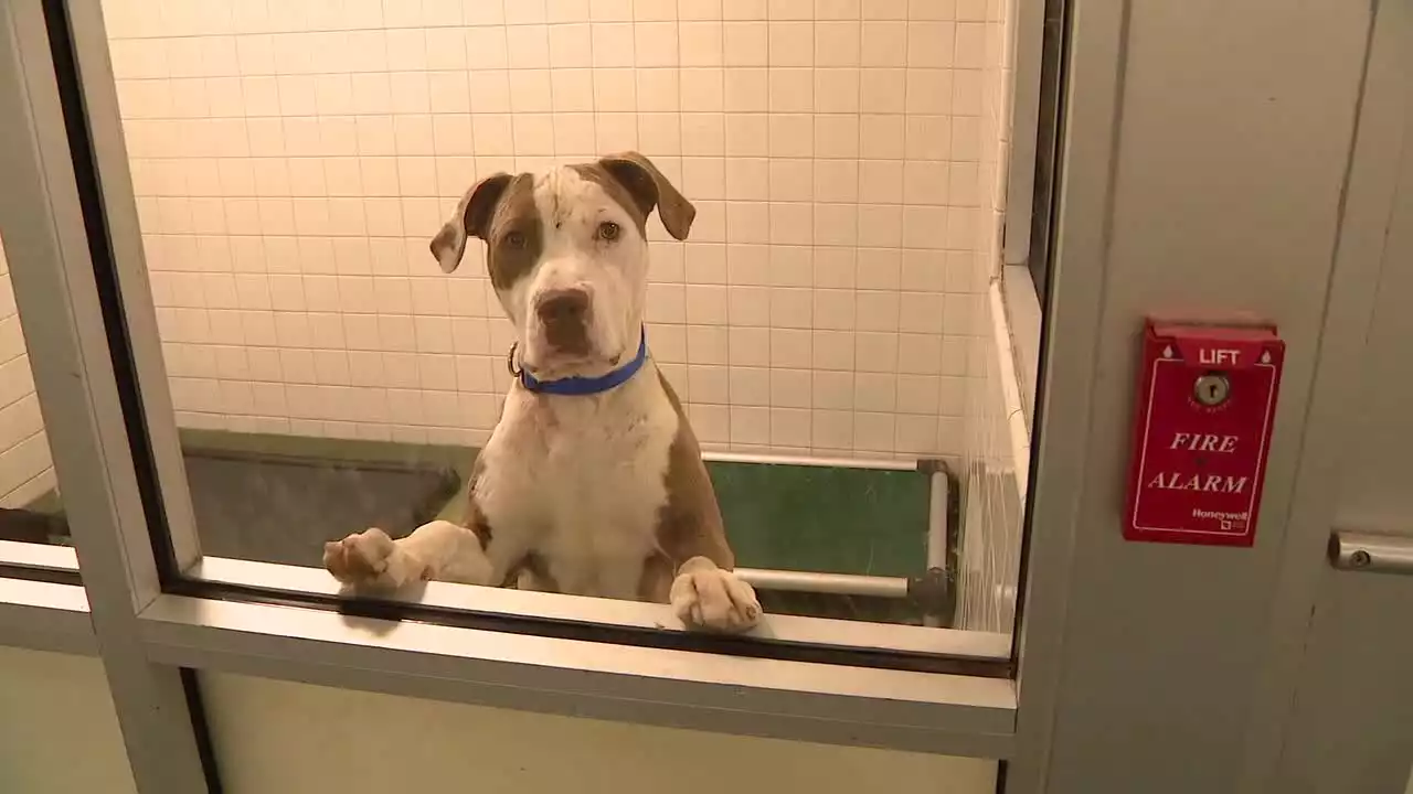 Dallas Animal Shelter offers $150 to fosters in effort to stop canine flu outbreak