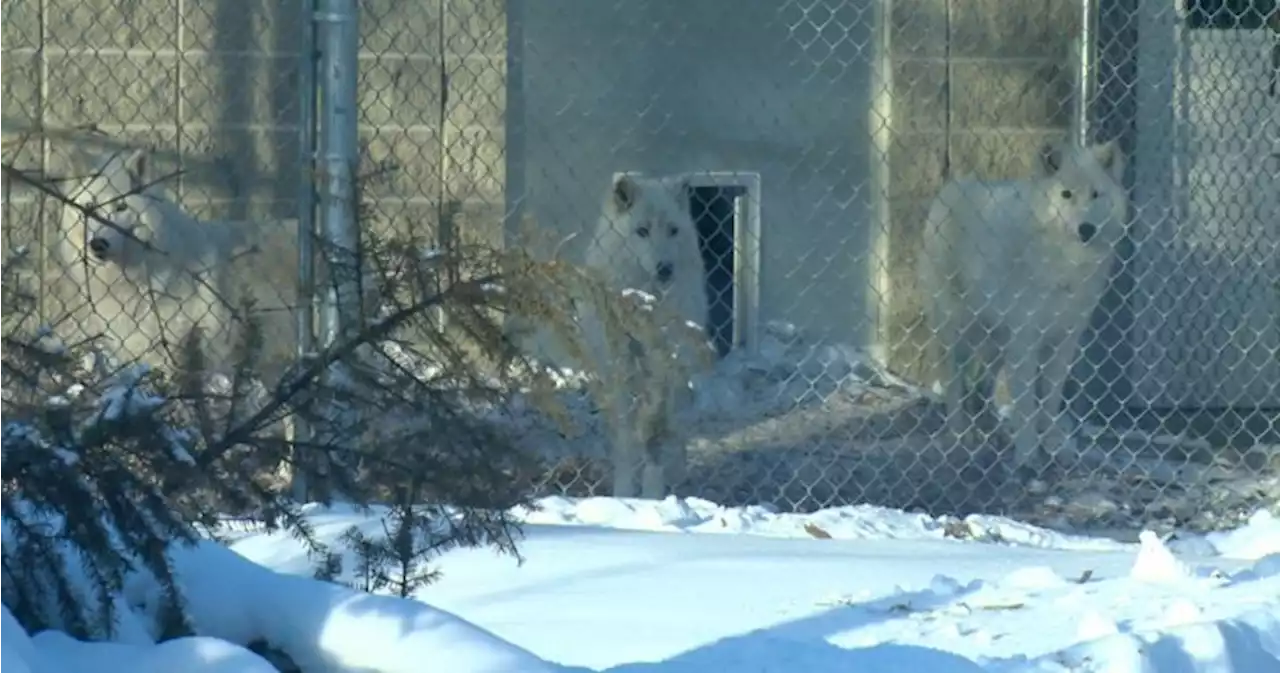 Saskatoon Forestry Farm Park and Zoo welcomes new arctic wolves | Globalnews.ca