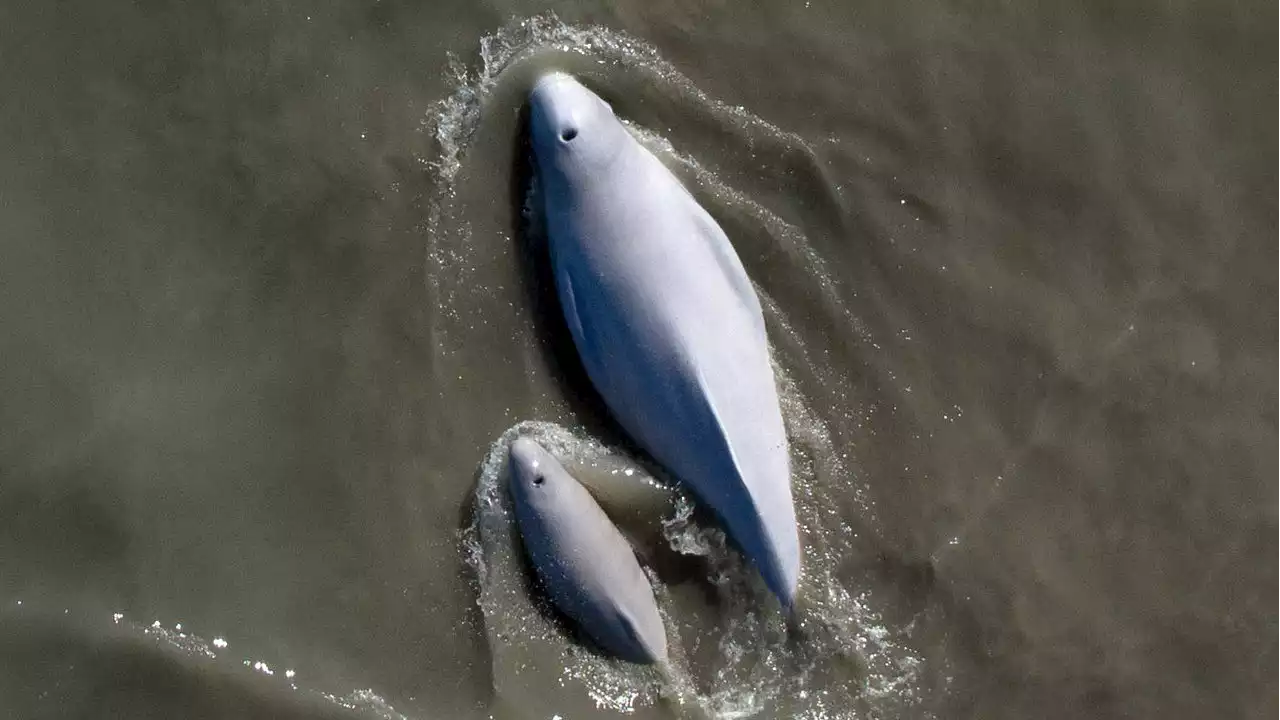 Cook Inlet beluga birth rates lower than expected, study finds