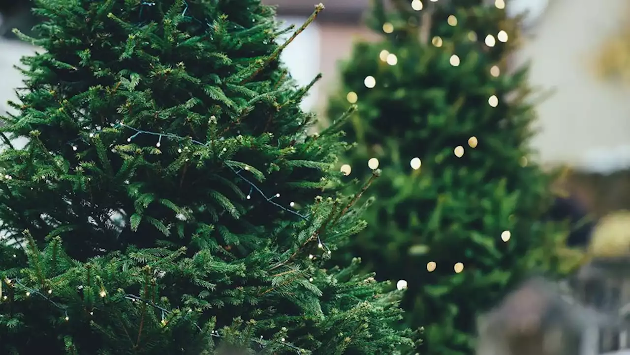 Contraint de fermer ses portes, un magasin de jardinage offre 3 000 sapins de Noël