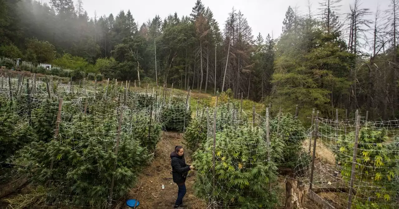 Why legal weed is failing in one of California’s legendary pot-growing regions