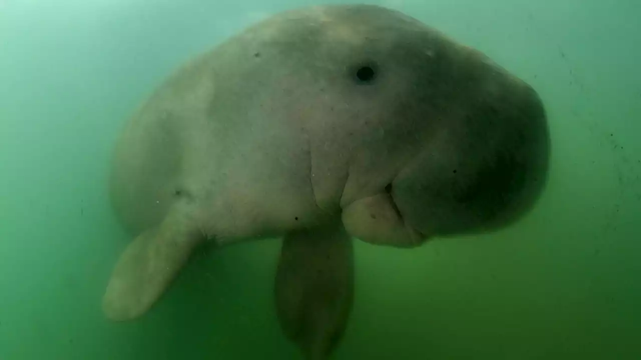 Qui est le dugong, désormais classé « en danger critique » d'extinction ?