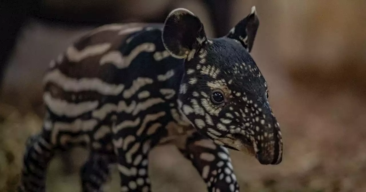 Amazingly cute endangered tapir born at Chester Zoo