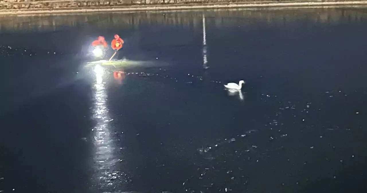 Swan pulled from frozen Lancaster lake after getting trapped in the ice