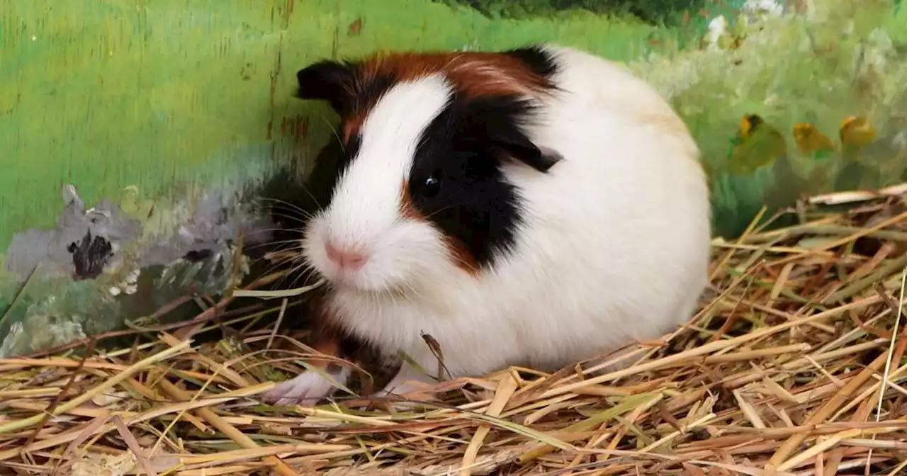 A l’université de Strasbourg, des travaux pratiques sur des hamsters au cœur d’une polémique