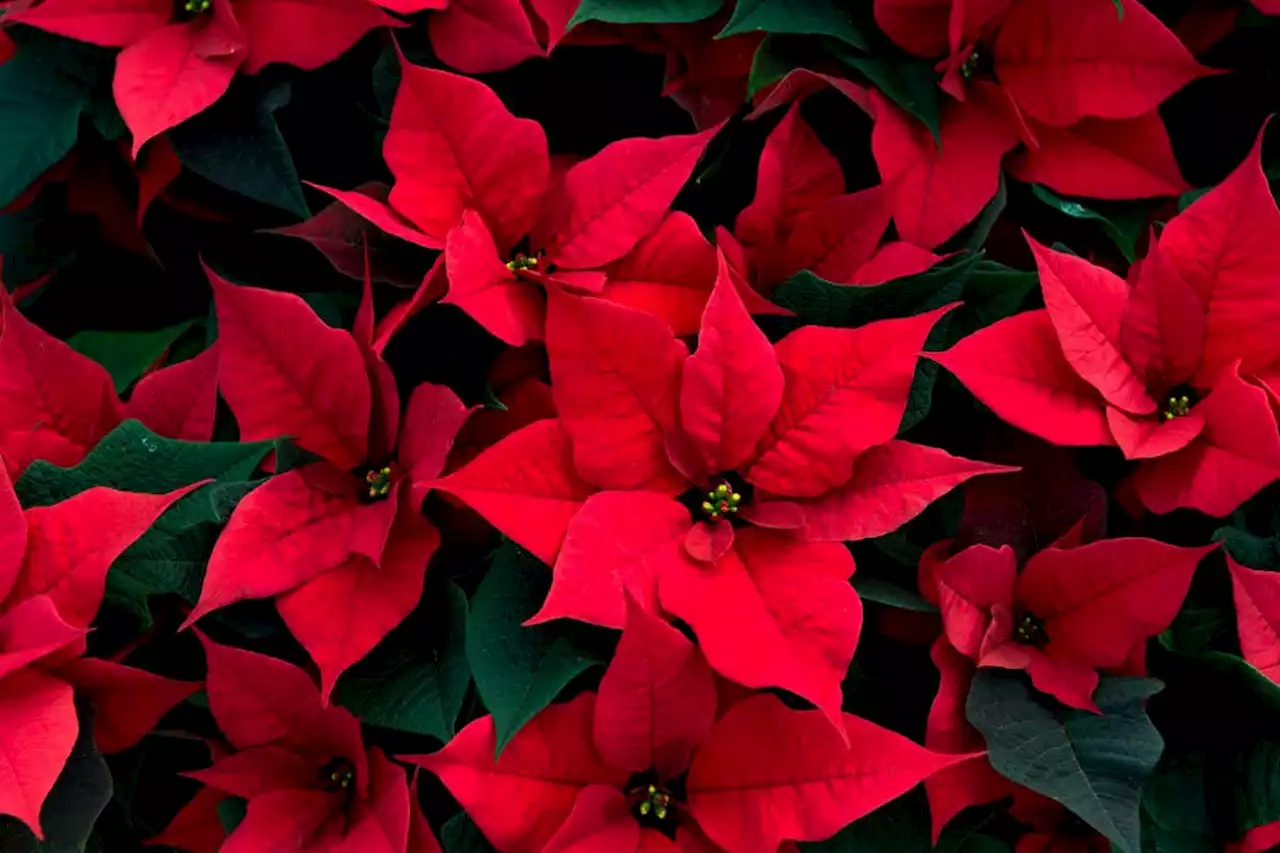 Learn the secrets of poinsettias to help them thrive