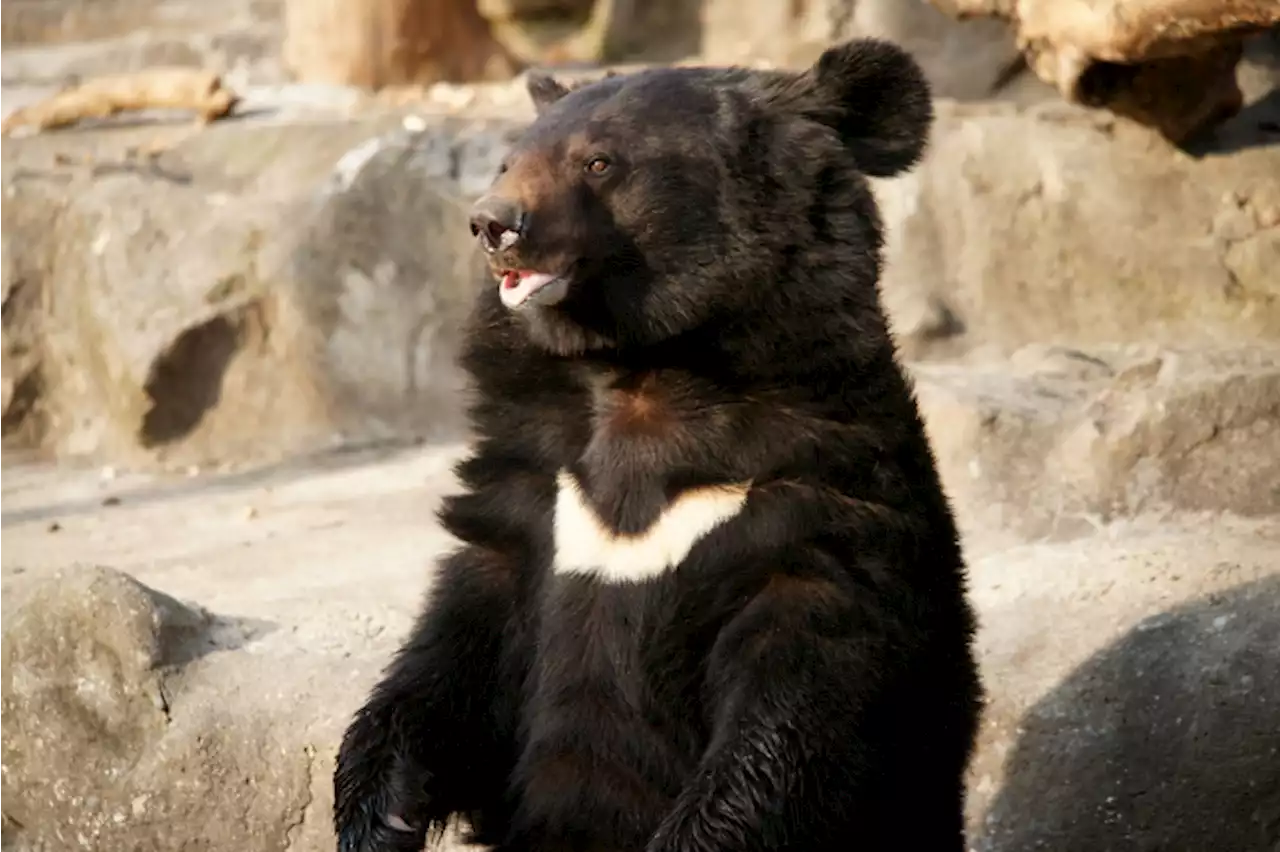 '농장 탈출' 곰 3마리 사살…농장 주인 부부 숨진 채 발견