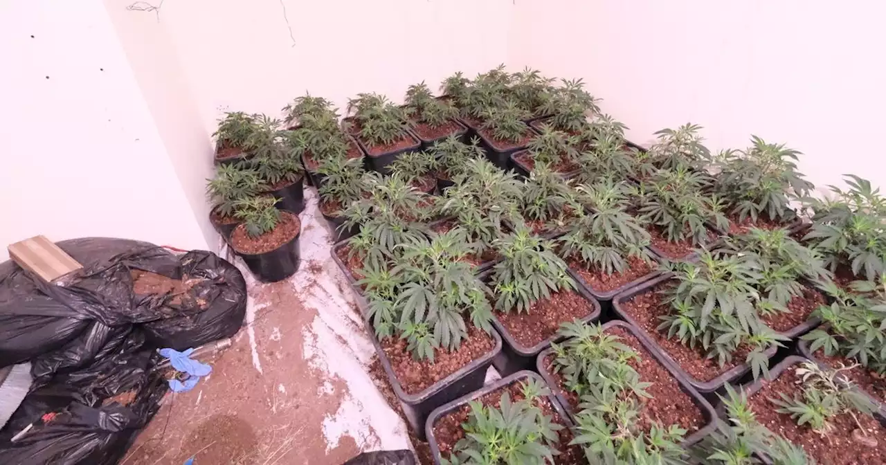 Almost 100 cannabis plants found in raid at property