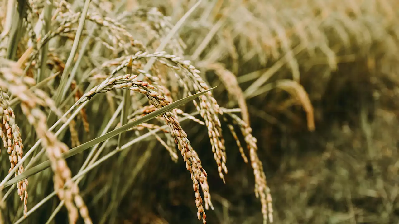 People in China have been harvesting rice for more than 10,000 years