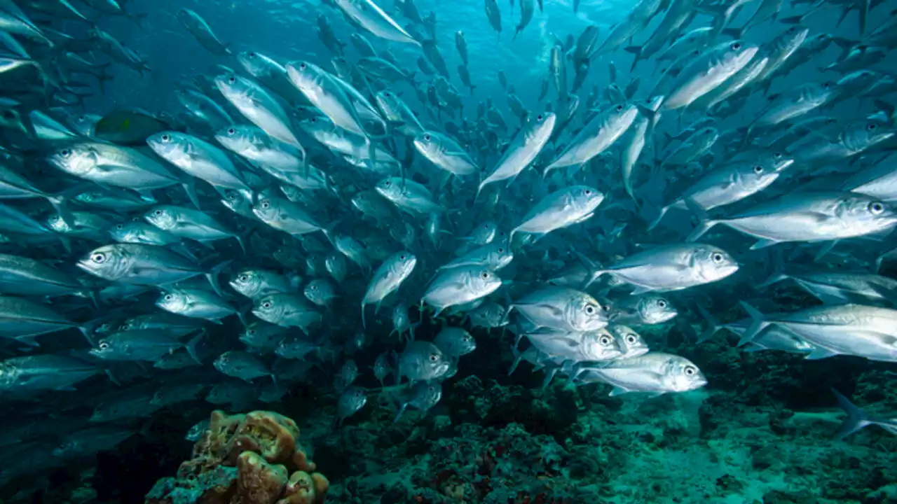 COP15: l'ADN environnemental, un outil contre l'obsolescence des zones marines protégées