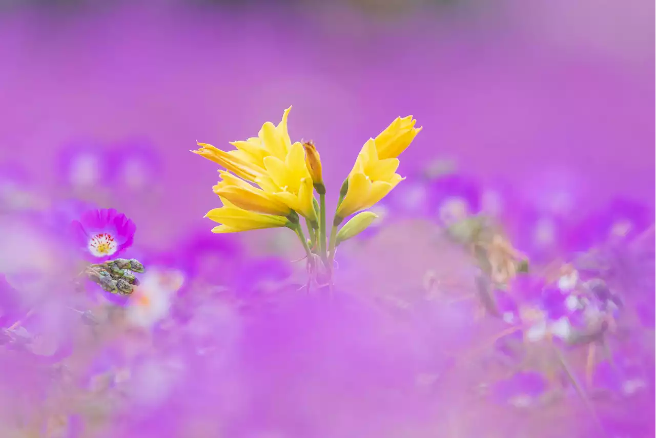 Scientists Reveal the Invisible Secret Behind Spectacular Blooms in the World’s Driest Desert