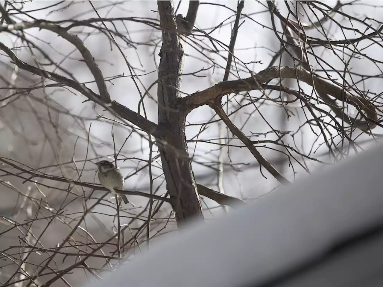 Federal environment minister certifies 14 bird-friendly cities in six provinces, including Saskatchewan