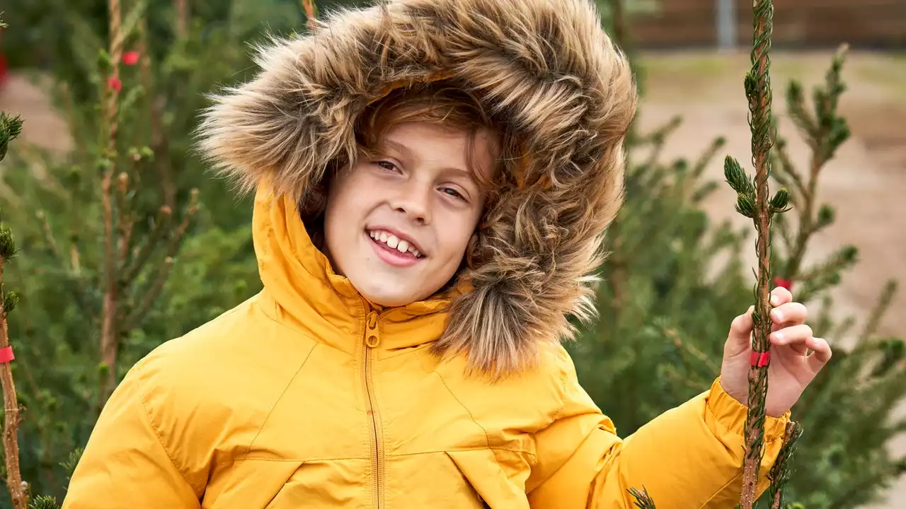 Alberi di Natale, adesso si possono anche affittare (a tutto beneficio dell’ambiente)