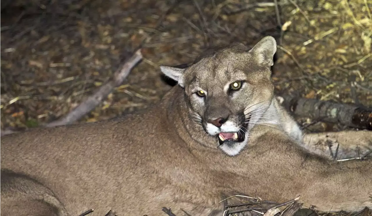 Los Angeles cougar to be caught and checked for health after attacking Chihuahua