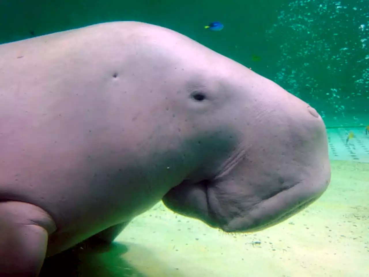 Manatee relative, 700 new species now facing extinction