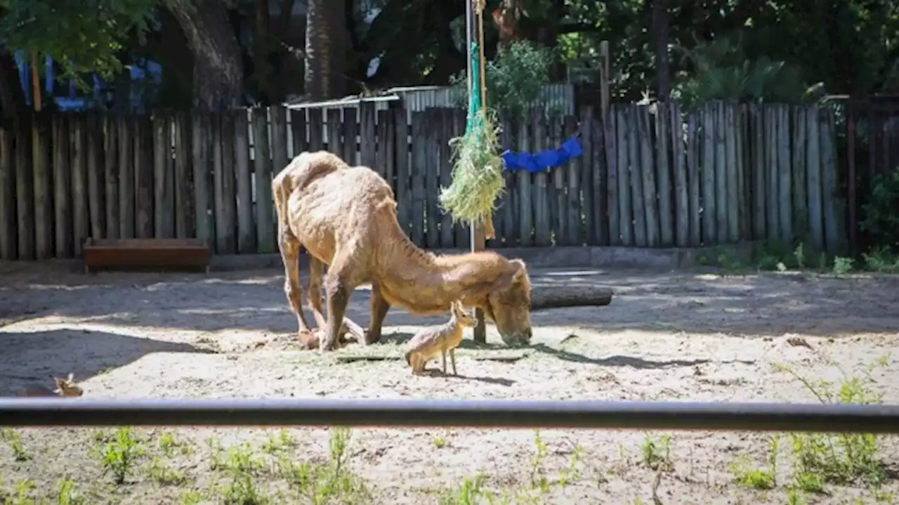 Control Ambiental inspeccionó el Ecoparque porteño por varias denuncias