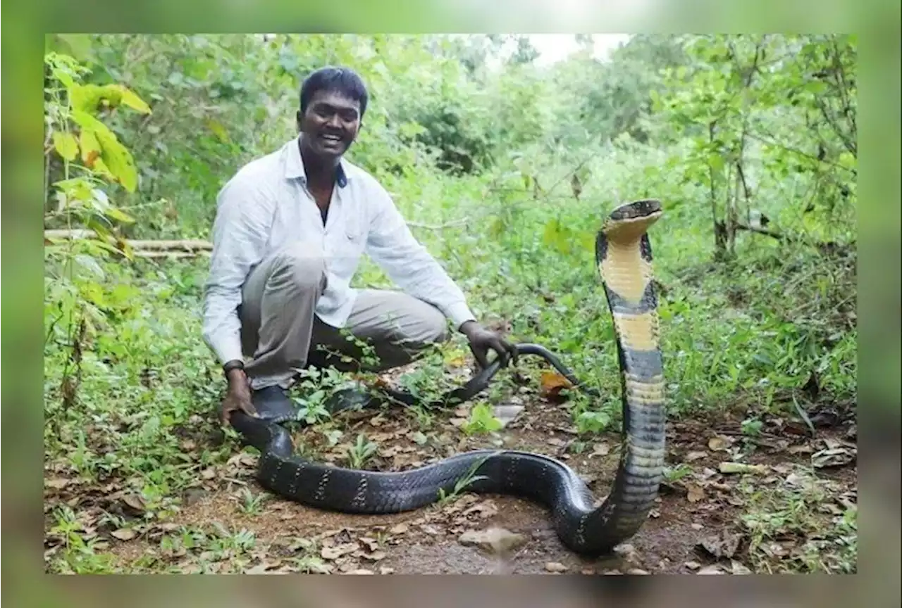 केरल : चर्चित सर्पमित्र वावा सुरेश को कोबरा ने काटा, नाजुक हालत में अस्पताल में कराया भर्ती