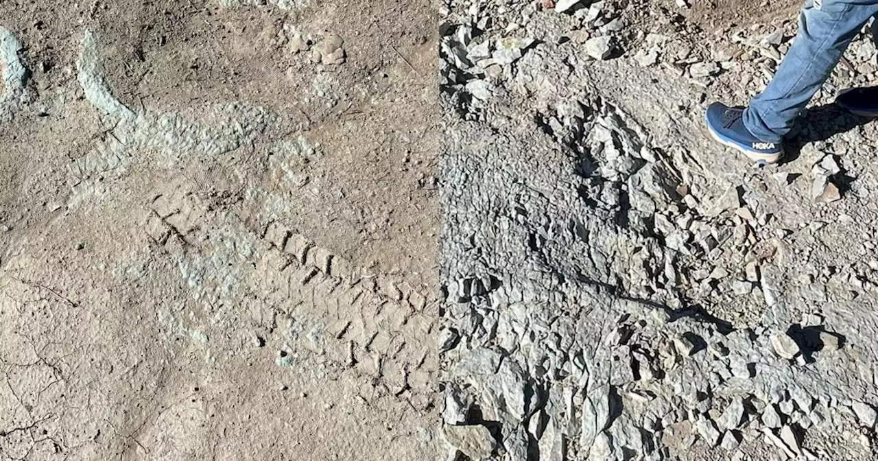 Conservation group accuses Bureau of Land Management of damaging dinosaur tracks during construction