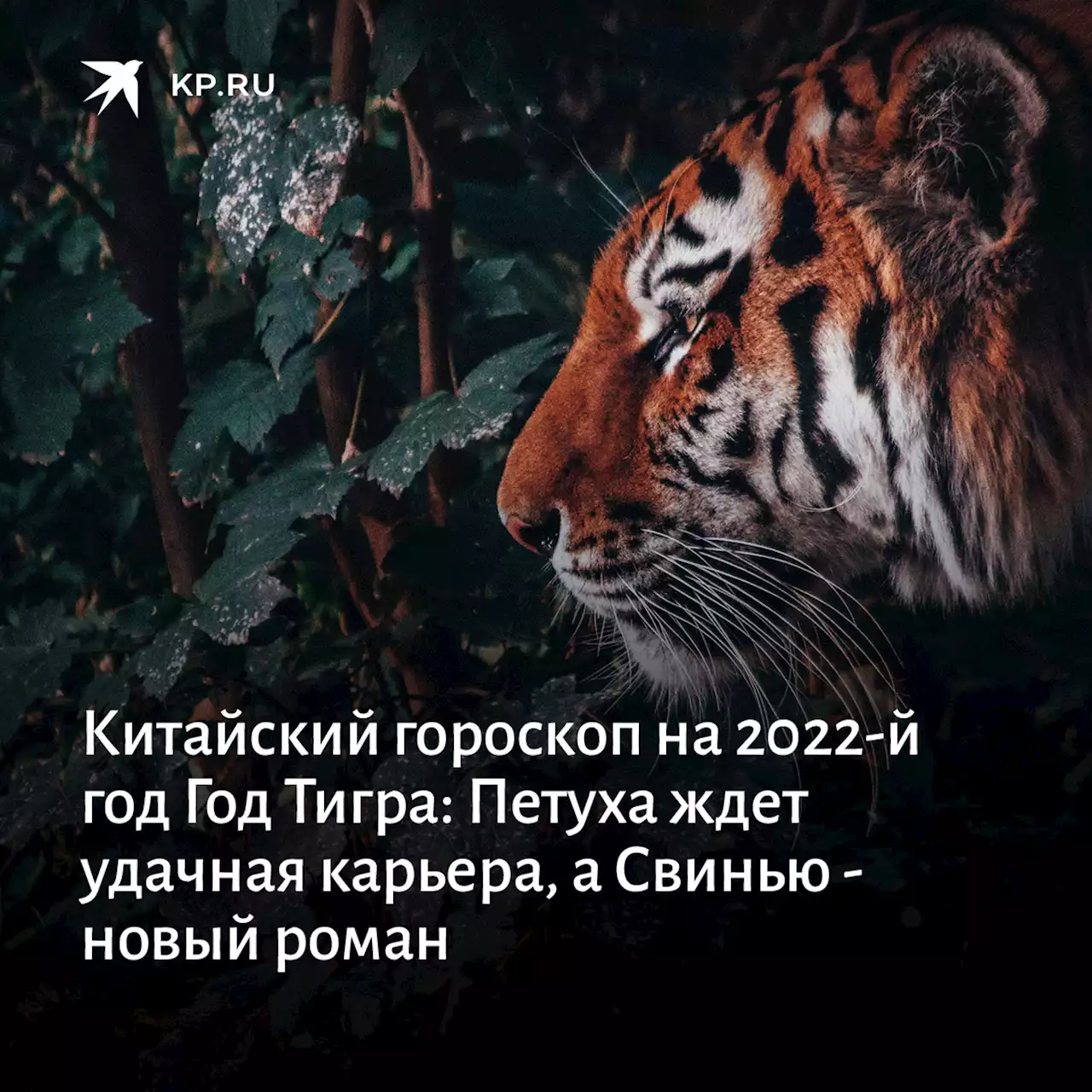 Китайский гороскоп на 2022-й год Год Тигра: Петуха ждет удачная карьера, а Свинью - новый роман