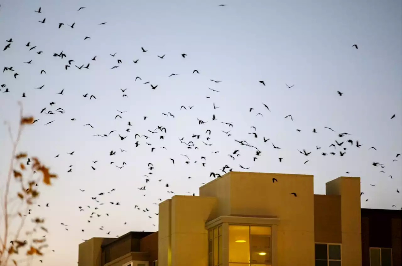 Neighbor unhappy with man feeding crows in Benicia neighborhood