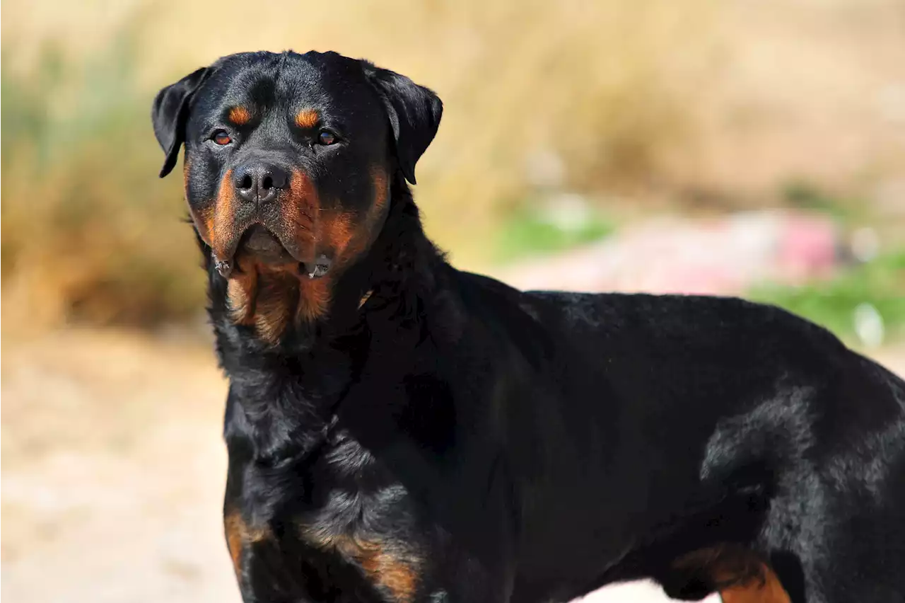 Rottweiler mauls 7-year-old girl to death