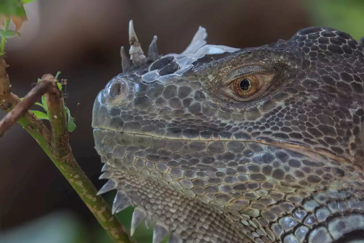 Southwest Florida residents were warned of falling lizards forecast as the temperature dropped over the weekend