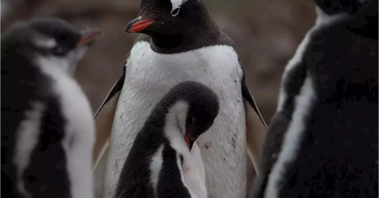 Penguins offer varied clues to Antarctic climate change